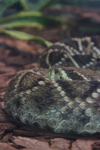 Doğu Diamondback çıngıraklı yılan - Crotalus adamanteus — Stok fotoğraf