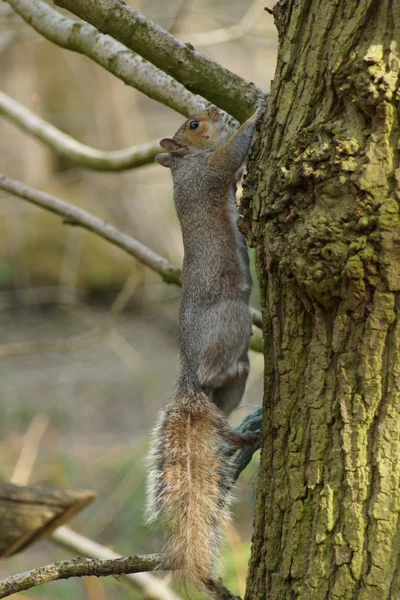 Východní šedá veverka - Sciurus carolinensis — Stock fotografie