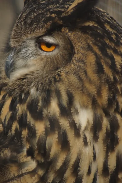 Coruja de águia eurasiana - Bubo bubo — Fotografia de Stock