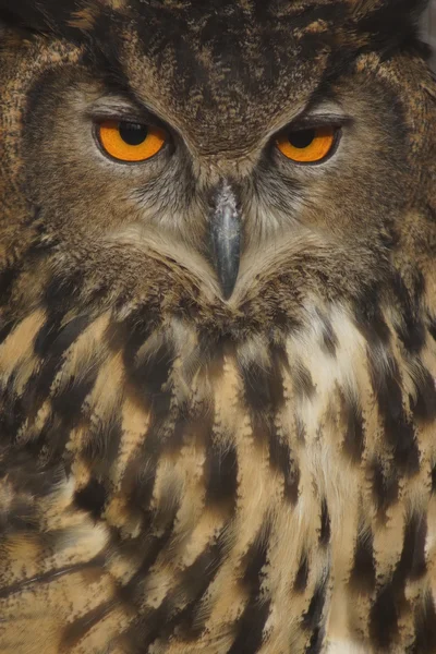 Eurázsiai fülesbagoly - Bubo bubo — Stock Fotó