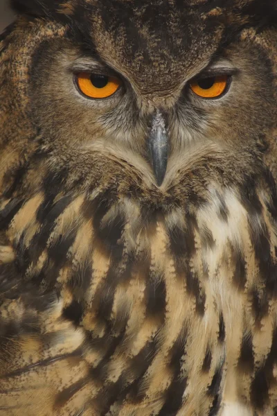 Euraziatische oehoe - Bubo bubo — Stockfoto