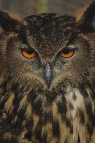 Coruja de águia eurasiana - Bubo bubo — Fotografia de Stock