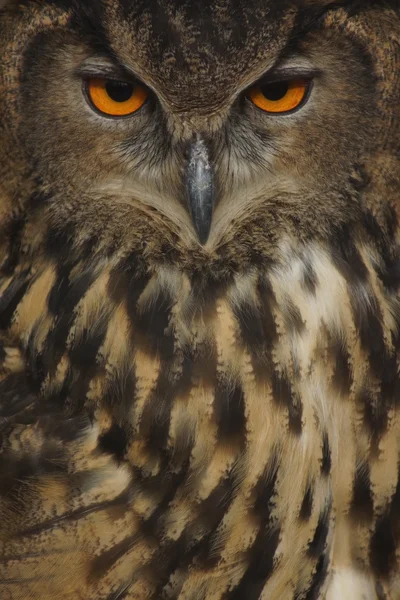 Coruja de águia eurasiana - Bubo bubo — Fotografia de Stock