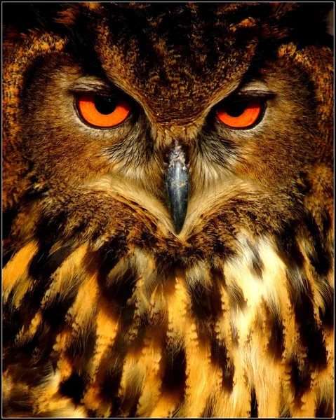 Eurasian Eagle Owl - Bubo bubo — Stock Photo, Image