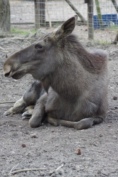 Euraziatische Elk - Alces alces alces — Stockfoto