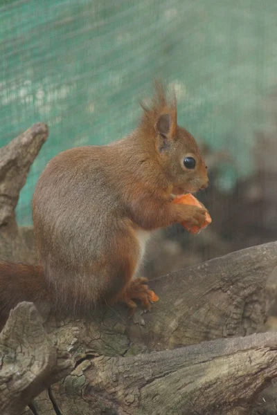 Écureuil roux d'Eurasie - Sciurus vulgaris — Photo