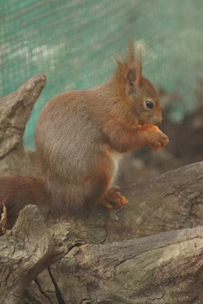 Eurasian Red Squirrel - Sciurus vulgaris — Stock Photo, Image