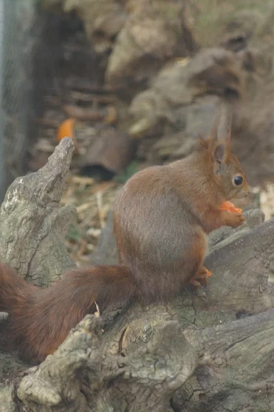 Ardilla roja euroasiática - Sciurus vulgaris — Foto de Stock