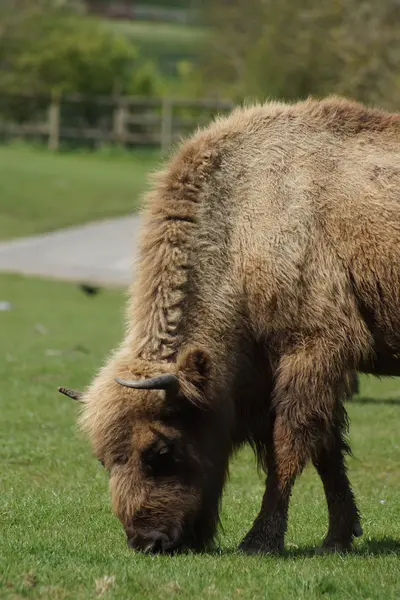 Europeisk bisonoxe - Bison bonasus — Stockfoto