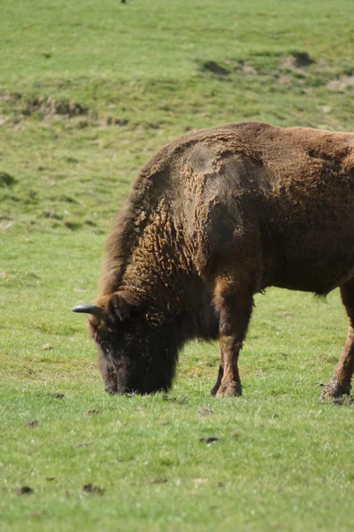 Europeisk bisonoxe - Bison bonasus — Stockfoto
