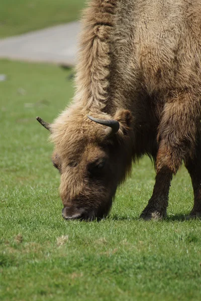 Europese bizon - Bison bonasus — Stockfoto