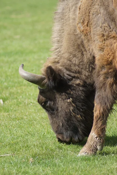 Europese bizon - Bison bonasus — Stockfoto