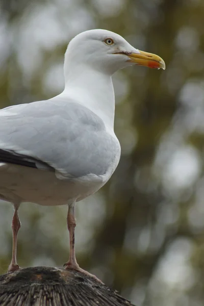 Europese zilvermeeuw - Larus canus — Stockfoto