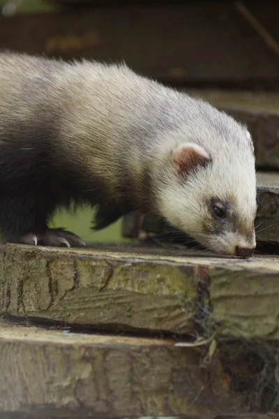 European Polecat Mustela putorius — Stok Foto