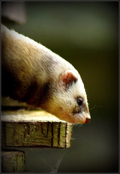 ヨーロッパ産のケナガイタチ - イタチ鼬鼠 — ストック写真