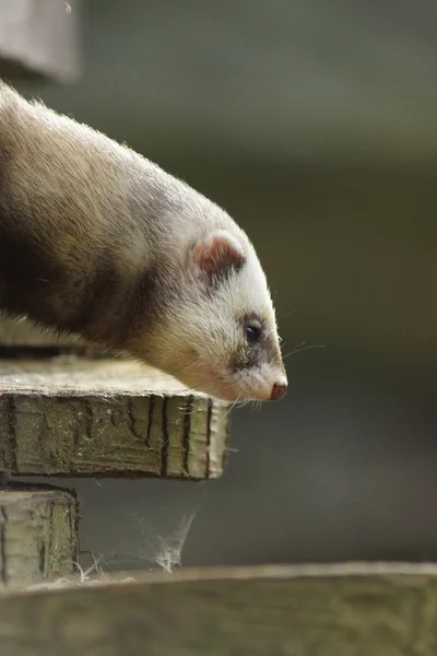 Europäischer Iltis - mustela putorius — Stockfoto