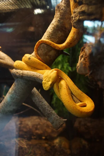 睫毛蝰蛇-Bothriechis 池 — 图库照片