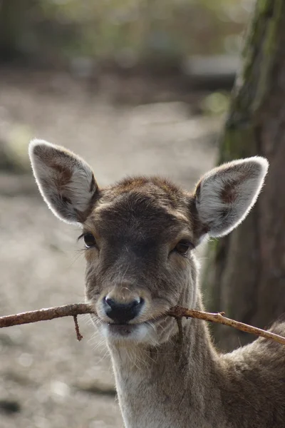 Dovhjort - dama dama — Stockfoto