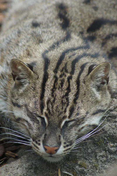 Wędkowanie cat - prionailurus viverrinus — Zdjęcie stockowe