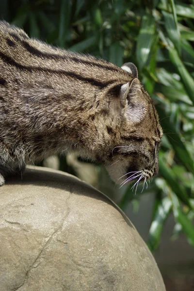 Gato de pesca - Prionailurus viverrinus — Fotografia de Stock