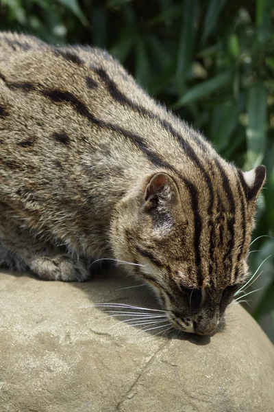 Balıkçı kedi - prionailurus viverrinus — Stok fotoğraf