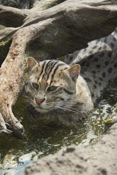 Рыбацкий кот - Prionailurus viverrinus — стоковое фото