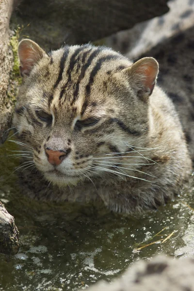 Fischerkatze - Prionailurus viverrinus — Stockfoto