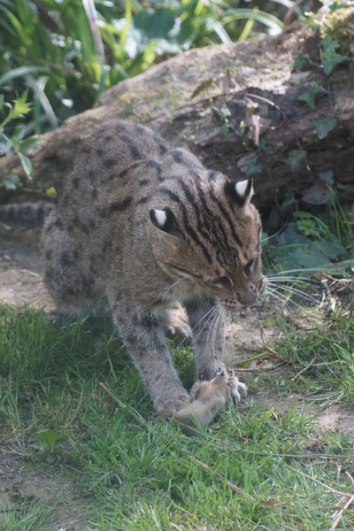 Wędkowanie cat - prionailurus viverrinus — Zdjęcie stockowe