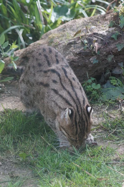 渔猫-prionailurus viverrinus — 图库照片