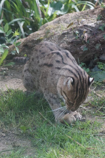 Wędkowanie cat - prionailurus viverrinus — Zdjęcie stockowe