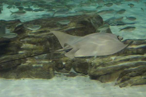 Cownose Stingray-Rhinoptera bonasus Rechtenvrije Stockafbeeldingen