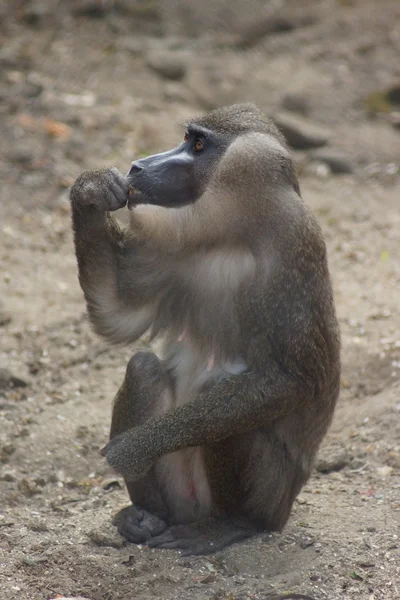 Bohrer - mandrillus leucophaeus Stockbild