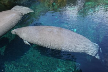 Florida Manatee - Trichechus manatus latirostris