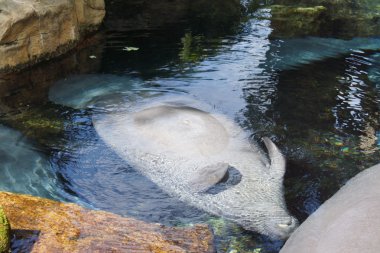 Florida Manatee - Trichechus manatus latirostris