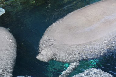 Florida Manatee - Trichechus manatus latirostris