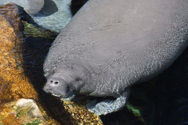 Florida Manatee - Trichechus manatus latirostris
