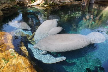Florida Manatee - Trichechus manatus latirostris