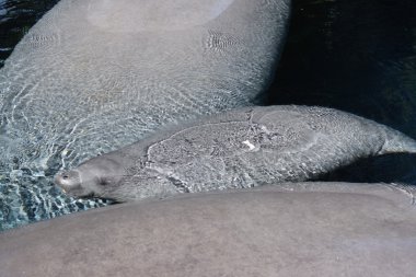 Florida Manatee - Trichechus manatus latirostris