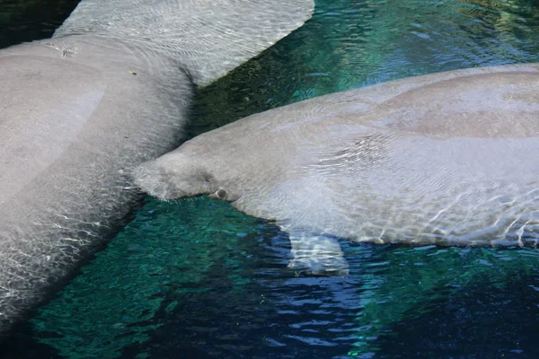 Florida Manatee - Trichechus manatus latirostris — Stock Photo, Image