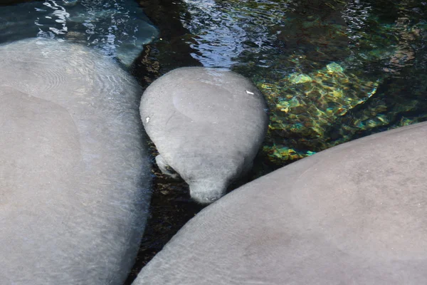 Florida Manatee - Trichechus manatus latirostris — Stock Photo, Image