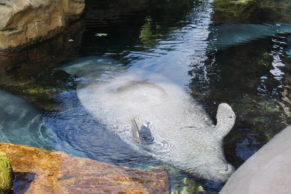 Florida Manatee - Trichechus manatus latirostris — Foto Stock