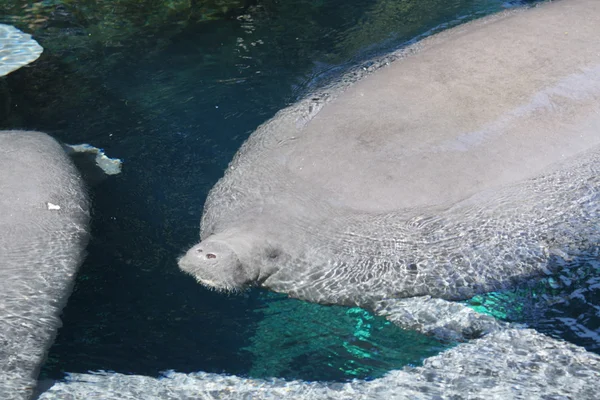 Florida manatee - Trichechus manatus latirostris — Stockfoto