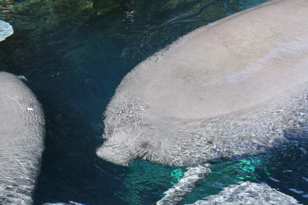 Florida Manatee - Trichechus manatus latirostris — Foto Stock