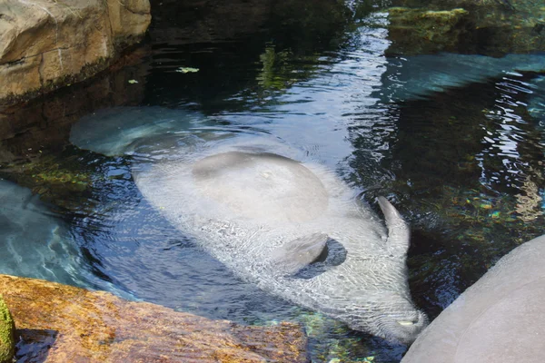 Florida Manatee - Trichechus manatus latirostris — Foto Stock