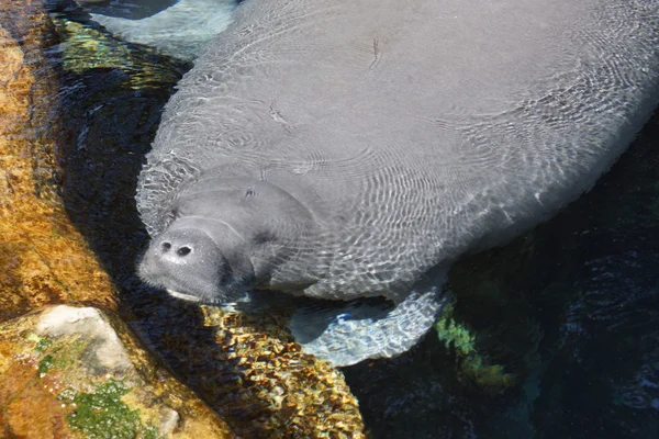 Florida Manatee - Trichechus manatus latirostris — Stock Photo, Image