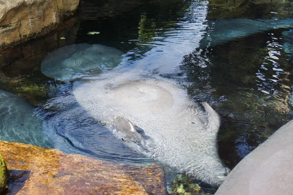 Florida Manatee - Trichechus manatus latirostris — Stock Photo, Image