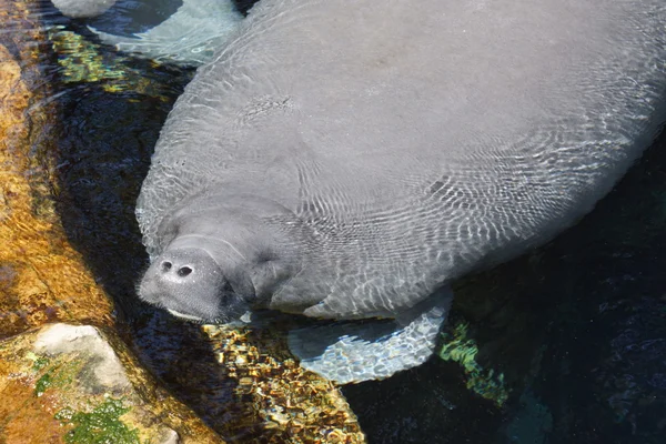 佛罗里达海牛-Trichechus manatus 研究 — 图库照片