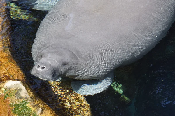 佛罗里达海牛-Trichechus manatus 研究 — 图库照片