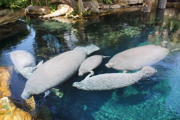 Florida Manatee - Trichechus manatus latirostris — Stock Photo, Image