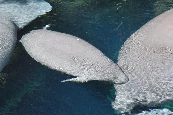 Florida Manatee - Trichechus manatus latirostris — Foto Stock